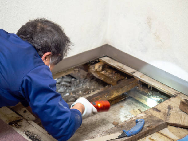 Mold Removal and Inspection in Bradley Gardens, NJ