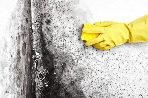 Best Affordable Mold Removal  in Bradley Gardens, NJ