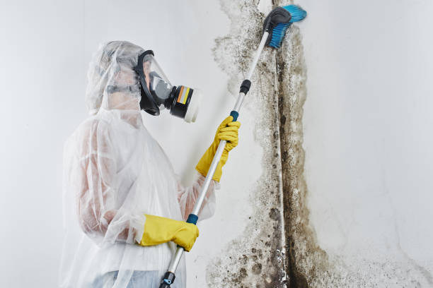 Reliable Bradley Gardens, NJ Mold Removal Solutions