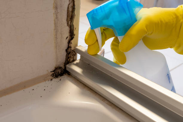 Best Black Mold Removal  in Bradley Gardens, NJ