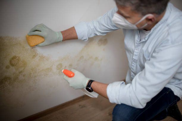 Best Fast Mold Removal  in Bradley Gardens, NJ