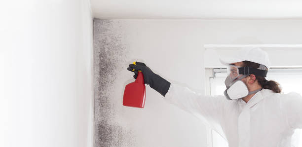 Best Mold Cleaning Services  in Bradley Gardens, NJ