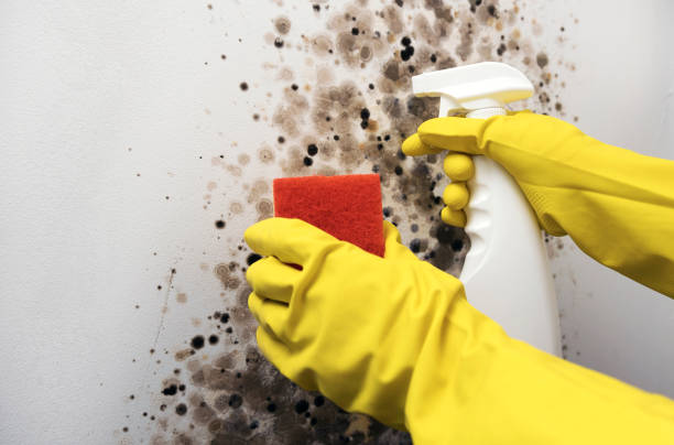 Best Professional Mold Removal  in Bradley Gardens, NJ