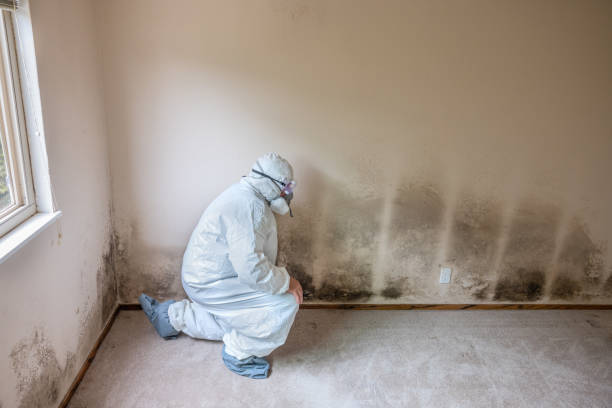 Best Toxic Mold Removal  in Bradley Gardens, NJ