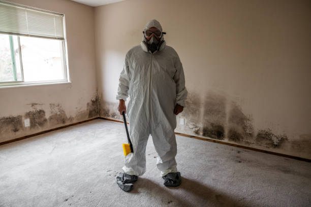 Best Mold Damage Repair  in Bradley Gardens, NJ