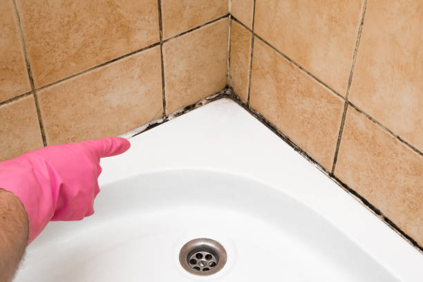 Best Home Mold Removal  in Bradley Gardens, NJ
